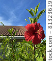 Hibiscus flowers blooming in the blue sky of Okinawa 81323619
