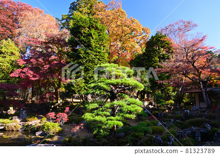 有紅葉的額仁寺庭園 81323789