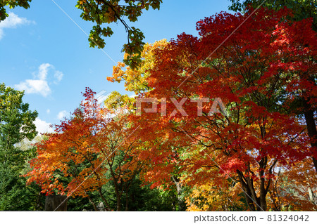 五彩繽紛的秋樹和藍天 五彩繽紛的秋樹和藍天 81324042