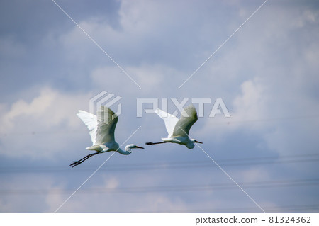 Two flying egrets 81324362