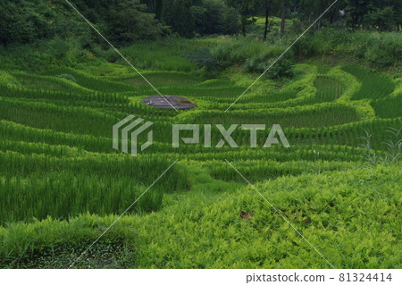 松下的水稻梯田 松下的水稻梯田 81324414