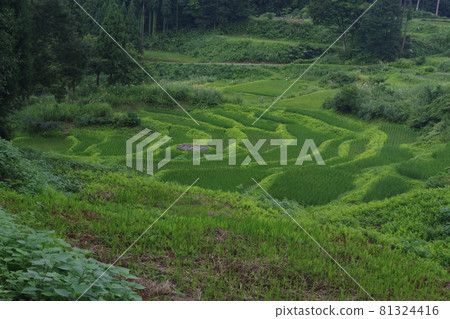 Rice terrace of Matsushiro Rice terrace of Matsushiro 81324416