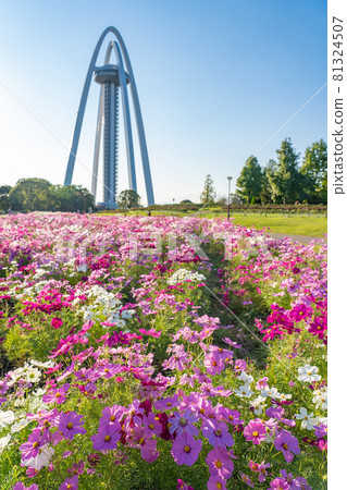 Observation Tower Twin Arch 138 and Cosmos in Kiso Sansen National Government Park, Ichinomiya City, Aichi Prefecture 81324507