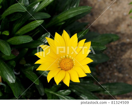開花在樹蔭下的黃色Gazania特寫鏡頭 81324509