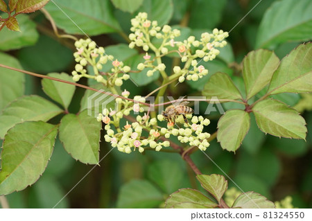 Cayratia japonicum 花和蜜蜂 Cayratia japonicum 花和蜜蜂 81324550