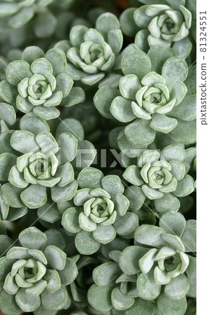 多汁背景材料, Hylotelephium sieboldii, 銀葉, 園藝材料 多汁背景材料, Hylotelephium sieboldii, 銀葉, 園藝材料 81324551
