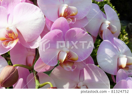 Pink color butterfly orchid 81324752