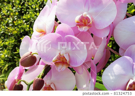 桃紅色顏色蝴蝶蘭花 桃紅色顏色蝴蝶蘭花 81324753