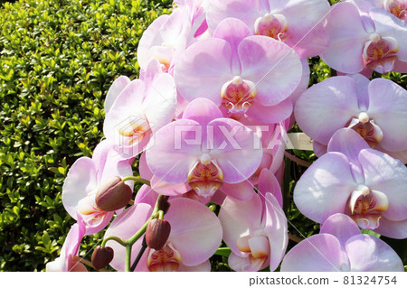 桃紅色顏色蝴蝶蘭花 81324754