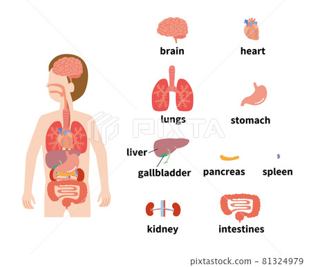 Image illustration set of human organs 81324979