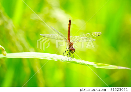 飯和蜻蜓 81325051