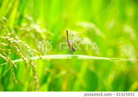 飯和蜻蜓 飯和蜻蜓 81325052