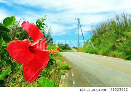 沖繩路邊盛開的芙蓉 81325822