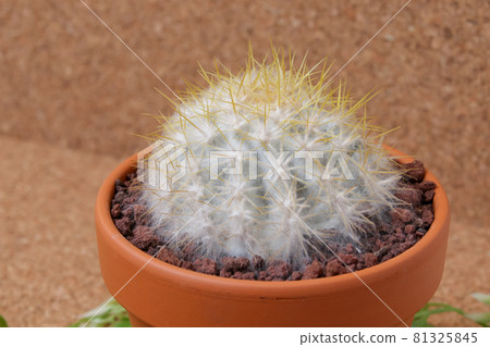 Cactus, mold, succulents, white mold, plants,... - Stock Photo [81325845] -  PIXTA
