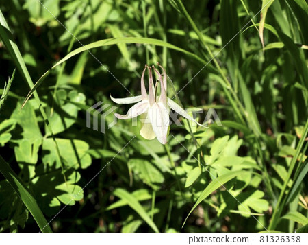 Nagano Ikenodaira Wetland Kibanano Yamaodamaki on the viewing sidewalk 81326358
