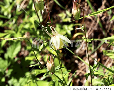 長野池平濕地 Kibanano Yamaodamaki 在觀景人行道上 81326363