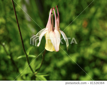 長野池平濕地 Kibanano Yamaodamaki 在觀景人行道上 81326364