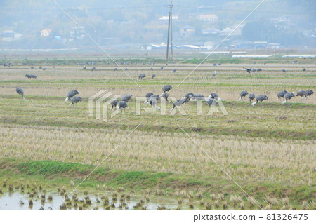 Nabe-zule（鹿兒島縣和泉市） 81326475