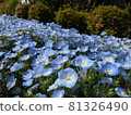 Nemophila 81326490