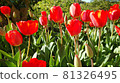 Tulip 81326495