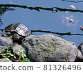 Mississippi Pond slider 81326496
