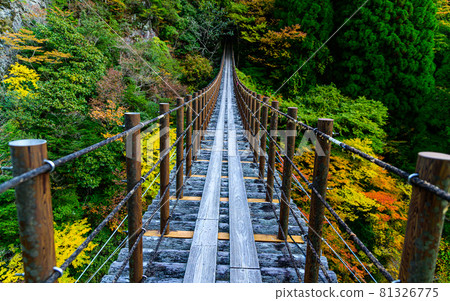 Momigi Suspension Bridge "Ayatori Bridge scenery against the backdrop of sunny autumn, unexplored mountain range autumn leaves scenery" Japan 2020 (Autumn) Momigi Suspension Bridge "Ayatori Bridge scenery against the backdrop of sunny autumn, unexplored mountain range autumn leaves scenery" Japan 2020 (Autumn) 81326775