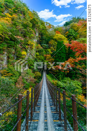 Momigi Suspension Bridge "Ayatori Bridge scenery against the backdrop of sunny autumn, unexplored mountain range autumn leaves scenery" Japan 2020 (Autumn) Momigi Suspension Bridge "Ayatori Bridge scenery against the backdrop of sunny autumn, unexplored mountain range autumn leaves scenery" Japan 2020 (Autumn) 81326875