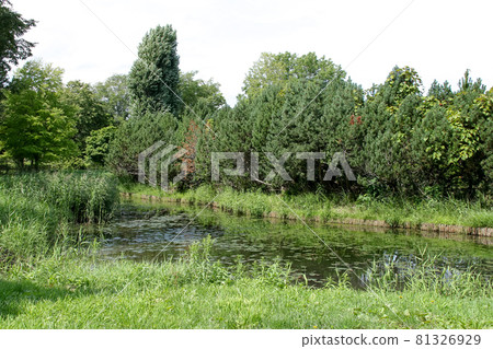 Ponds, greenery, nature, trees, trees, grass, outdoors, swamps, plants 81326929