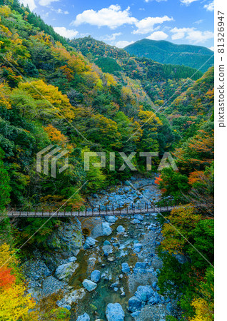 Momigi吊橋“秋日陽光明媚,未開發的山脈,背景為秋葉,Shakunage Bridge風景”拍攝於日本2020年(秋季) Momigi吊橋“秋日陽光明媚,未開發的山脈,背景為秋葉,Shakunage Bridge風景”拍攝於日本2020年(秋季) 81326947