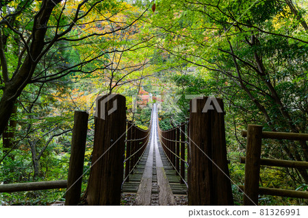 Momigi Suspension Bridge "Autumn sunny, unexplored mountain range autumn leaves scenery, Ayatori Bridge" Photographed in Japan 2020 (Autumn) Momigi Suspension Bridge "Autumn sunny, unexplored mountain range autumn leaves scenery, Ayatori Bridge" Photographed in Japan 2020 (Autumn) 81326991