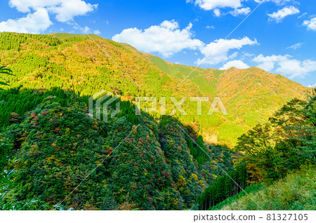 Road scenery to Momigi Suspension Bridge "Autumn sunny, unexplored mountain range autumn leaves scenery" Japan 2020 (Autumn) shooting Road scenery to Momigi Suspension Bridge "Autumn sunny, unexplored mountain range autumn leaves scenery" Japan 2020 (Autumn) shooting 81327105