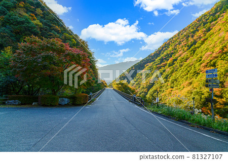 通往紅葉吊橋的道路風光“秋日晴,未探山巒秋葉風光”日本2020(秋季)拍攝 通往紅葉吊橋的道路風光“秋日晴,未探山巒秋葉風光”日本2020(秋季)拍攝 81327107