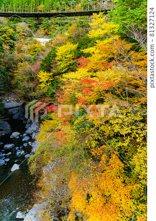 紅葉吊橋“晴秋下的綾取橋風景,未開發的山脈秋葉風景”日本2020(秋季) 紅葉吊橋“晴秋下的綾取橋風景,未開發的山脈秋葉風景”日本2020(秋季) 81327124