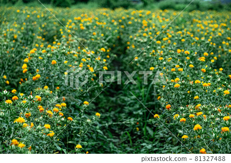 山形縣西尾北郡白高町的紅花田，紅花節盛開黃色花朵 81327488