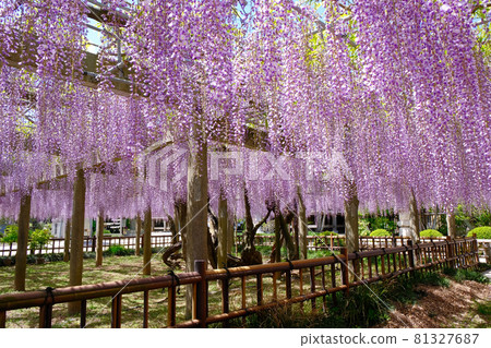 紫藤架 紫藤花（千葉縣銚子妙福寺） 開花的最佳時間形象 81327687