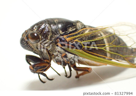 Kumazumi Kumazumi 81327994