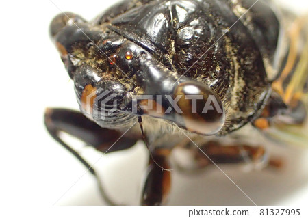 Kumazumi Kumazumi 81327995