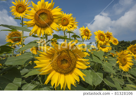 盛夏向日葵田閃耀在藍天 81328106