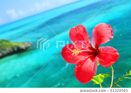 沖繩美麗的大海和芙蓉 81328565