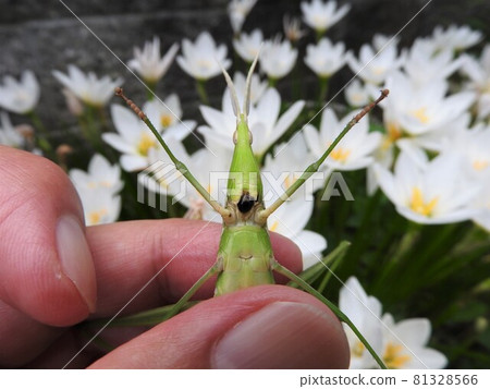 蚱蜢(雌性):從嘴裡吐出黑色液體的狀態 蚱蜢(雌性):從嘴裡吐出黑色液體的狀態 81328566