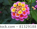 Pink and yellow lantana 81329188
