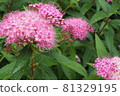 Rainy flowers 81329195