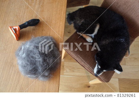 Moulting period of black shiba inu 81329261