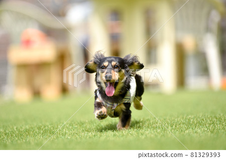Miniature dachshund playing in a dog run 81329393
