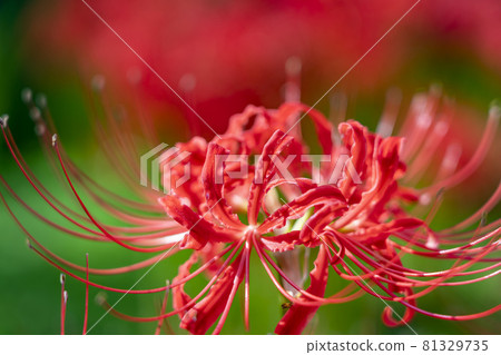A beautiful red cluster amaryllis that burns 81329735