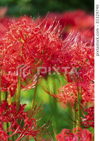 A beautiful red cluster amaryllis that burns A beautiful red cluster amaryllis that burns 81329740