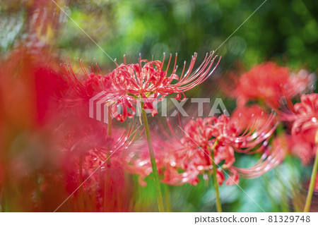 A beautiful red cluster amaryllis that burns 81329748