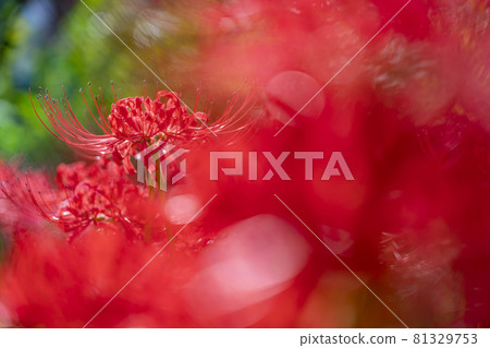A beautiful red cluster amaryllis that burns A beautiful red cluster amaryllis that burns 81329753