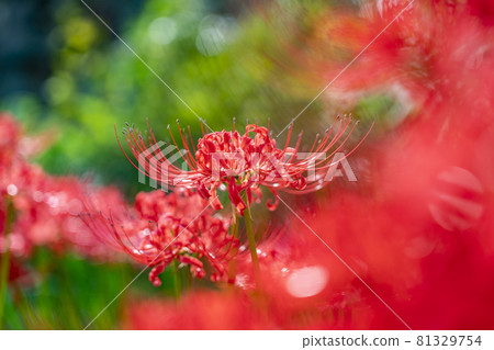 A beautiful red cluster amaryllis that burns A beautiful red cluster amaryllis that burns 81329754