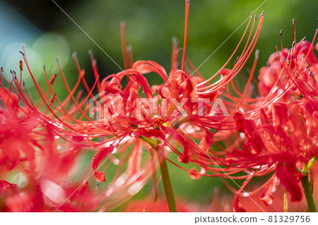 A beautiful red cluster amaryllis that burns A beautiful red cluster amaryllis that burns 81329756